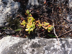 Lampranthus falciformis
