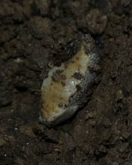 Tandonia rustica