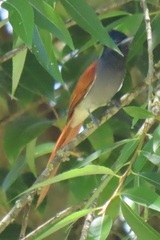 Terpsiphone viridis plumbeiceps