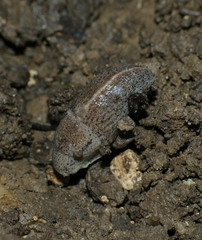 Tandonia rustica