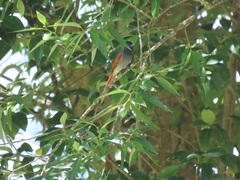 Terpsiphone viridis plumbeiceps