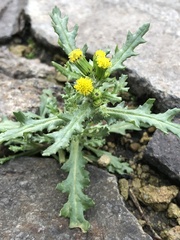 Senecio vulgaris