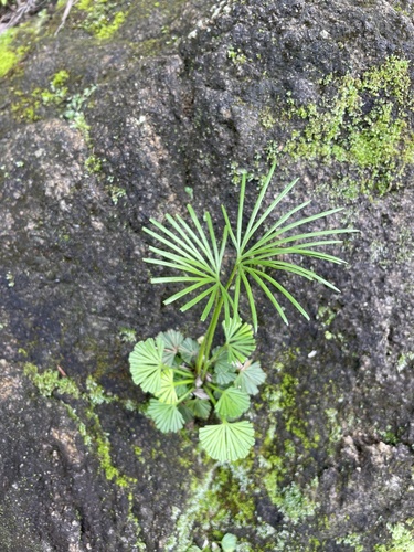 Actiniopteris dimorpha image