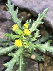 Senecio vulgaris