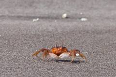 Ocypode gaudichaudii