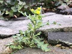 Senecio vulgaris