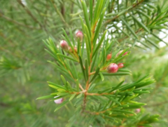 Chamelaucium uncinatum