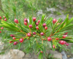 Chamelaucium uncinatum
