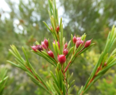 Chamelaucium uncinatum