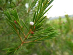 Chamelaucium uncinatum