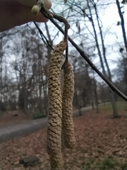 Corylus avellana