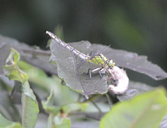 Ophiogomphus cecilia