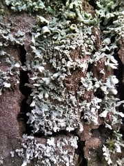 Physcia adscendens