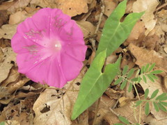 Ipomoea elongata