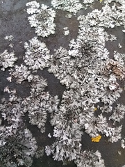 Phaeophyscia orbicularis