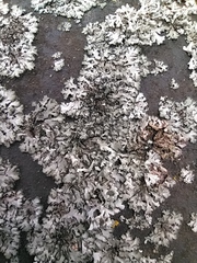 Phaeophyscia orbicularis