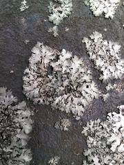 Phaeophyscia orbicularis