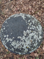 Phaeophyscia orbicularis