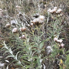 Saussurea salicifolia