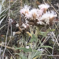 Saussurea salicifolia