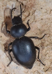 Tentyria laevis