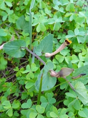 Aristolochia paucinervis