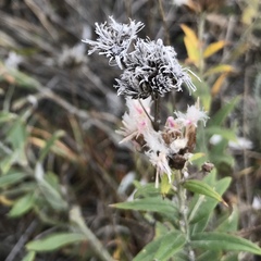 Saussurea salicifolia