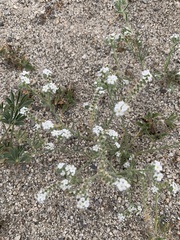 Johnstonella angustifolia