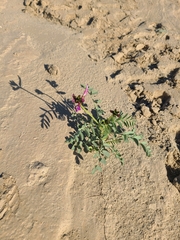 Astragalus crotalariae