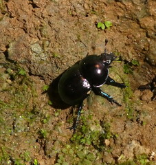Trypocopris