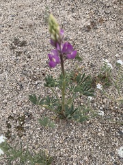 Lupinus arizonicus