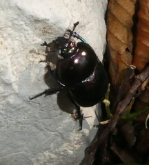 Trypocopris