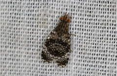 Austrotephritis fuscata