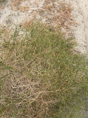 Ambrosia salsola