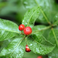 Rauvolfia tetraphylla