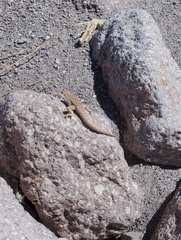 Liolaemus constanzae