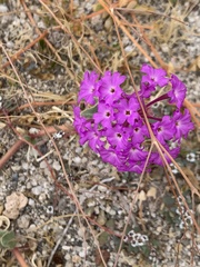 Abronia villosa