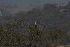 Elanus caeruleus vociferus