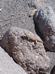 Liolaemus constanzae