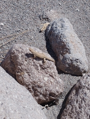 Liolaemus constanzae