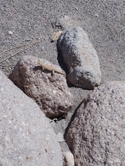 Liolaemus constanzae