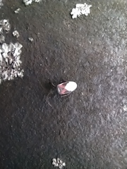 Oxycarenus lavaterae