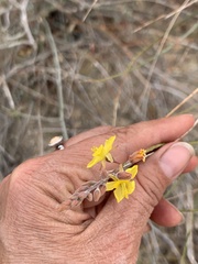 Hoffmannseggia microphylla