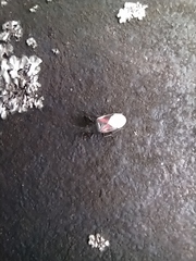 Oxycarenus lavaterae