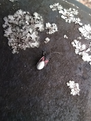 Oxycarenus lavaterae