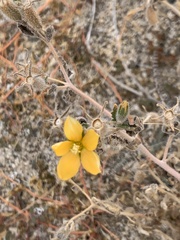 Hoffmannseggia microphylla