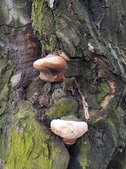 Phellinus igniarius