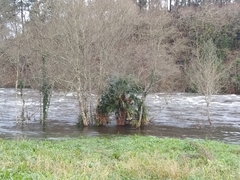 Trachycarpus fortunei