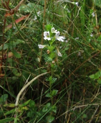 Euphrasia parviflora