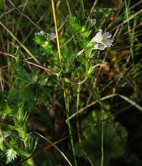 Euphrasia parviflora